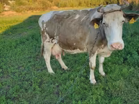 گاو ماده, گاو کستای — عکس 1