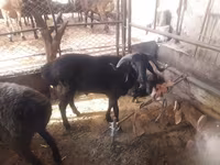 قوچ, گوسفند — عکس 3