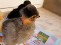 Chickens — عکس 4