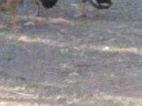 Ducks — Foto 2