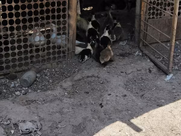 Domestic Muscovy — Kyrgyzstan