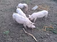 Locha, Świnie — zdjęcie 1