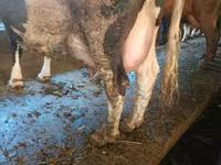 Vacă, Bovine — foto 6