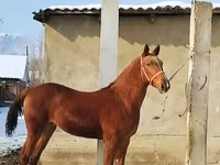 ม้าตัวผู้, Karabair horse — รูปภาพ 2