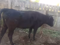 Lo’, Cattle — sawirka 2