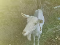 Коза, Saanen goat — снимка 4
