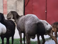 قوچ, Hissar sheep — عکس 8