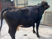 Vacă, Rasa Holstein — foto 3