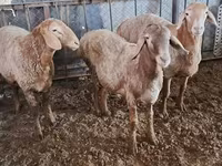 Ovce, Arashan sheep — foto 4