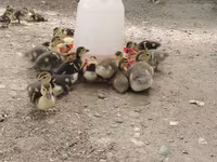 Ducks — 사진 1