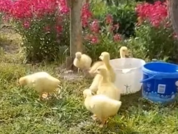 Geese
