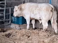ወንድ በሬ, Charolais cattle — ፎቶ 4