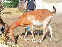 बकरी, Nubian Goat — फ़ोटो 3