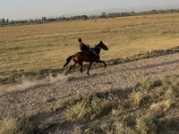 Klisna, French Trotter — foto 5