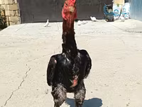 مالای گیم — عکس 3