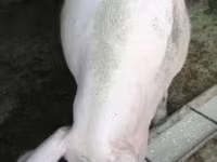 خوک ماده, خوک — عکس 1