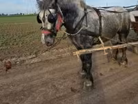 Kůň, Koně — foto 2