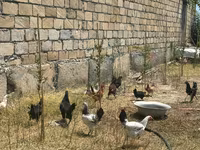 Chickens — عکس 4