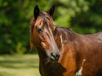 Кобила, American paint horse — снимка 5