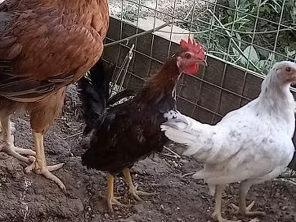 Chickens