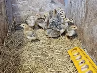 Chickens — Foto 2