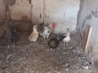Chickens — ፎቶ 4