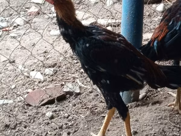 Chickens