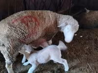 Biri-biri betina, Sheep — foto 1