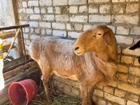 Ovan, Edilbay sheep — fotografija 2