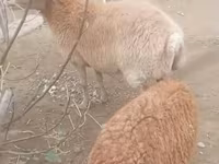 Owca, Owce — zdjęcie 3