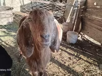 Cabra, Cabras — foto 5
