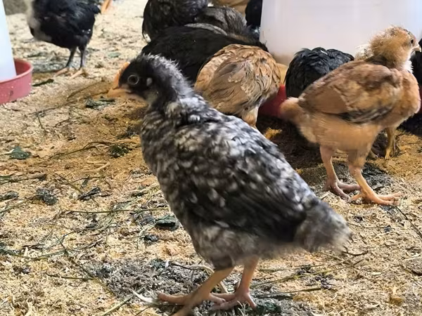 Chickens