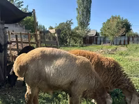मेढ़ा, Arashan sheep — फ़ोटो 1