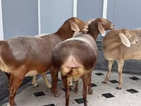 ஆண் ஆடு, ஆடுகள் — புகைப்படம் 1