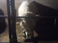 Бұқа, Charolais cattle — 2-сурет
