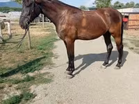 Toychoq, Hungarian horse breed — 5-rasm