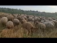 በግ, Sheep — ፎቶ 6