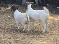 ماعز (دفعة، الجنس غير محدد), Boer goat — الصورة 3