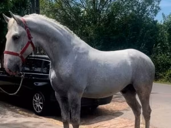 Hingst, Lipizzaner