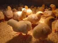 Chickens — 照片 1