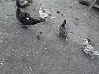 Ducks — 사진 5