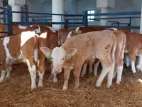 Toro, Simmental cattle — foto 1