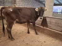Lembu betina, Cattle — foto 1