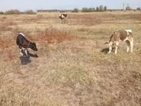 ثور, Russian Black pied cattle — الصورة 2