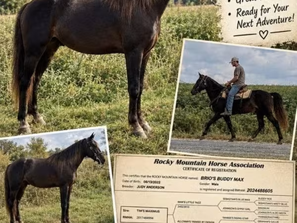 اسب نر, Rocky Mountain Horse