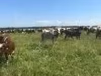 Ko, Holstein-race — foto 4