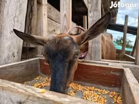Kambing betina, Alpine goat — foto 1