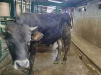 گاو نر, Swiss cattle — عکس 1