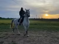 Айғыр, Lipizzaner — 1-сурет