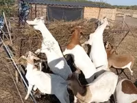 بز ماده, Boer goat — عکس 1